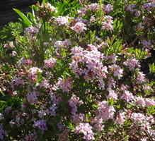 Daphne transatlantica 'Eternal Fragrance'